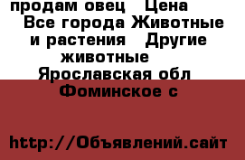  продам овец › Цена ­ 100 - Все города Животные и растения » Другие животные   . Ярославская обл.,Фоминское с.